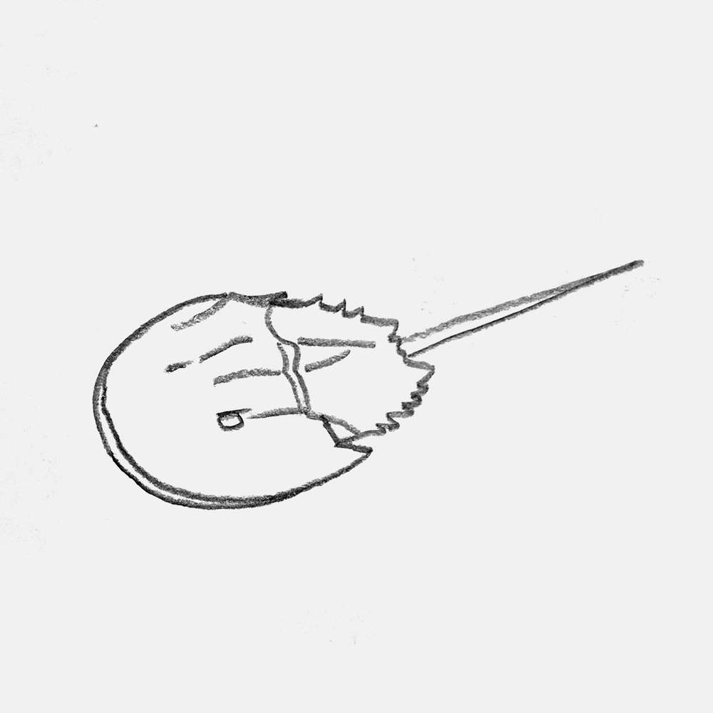 simple pencil drawing of a horseshoe crab
