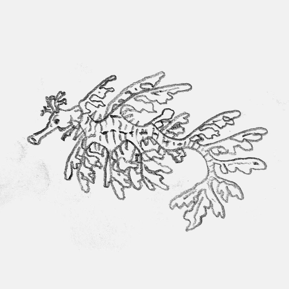 simple pencil drawing of a leafy sea dragon