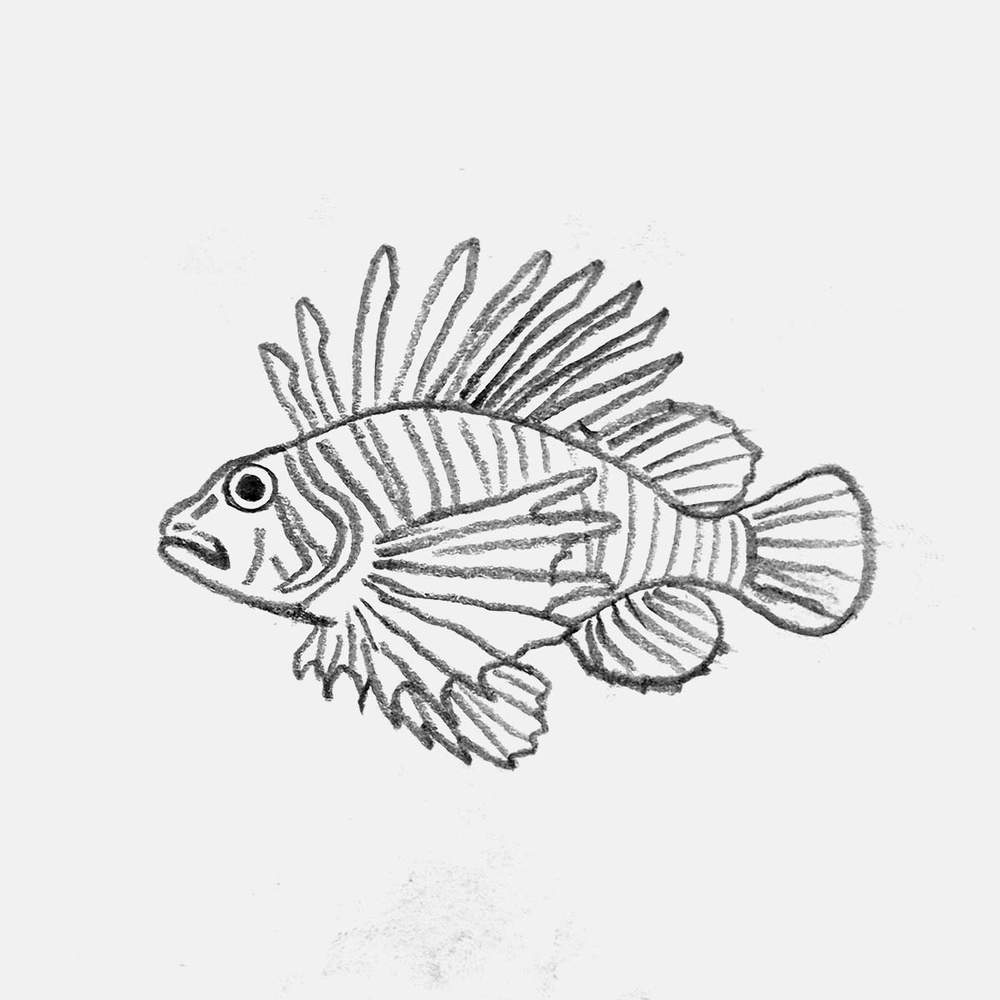 simple pencil drawing of a lion fish