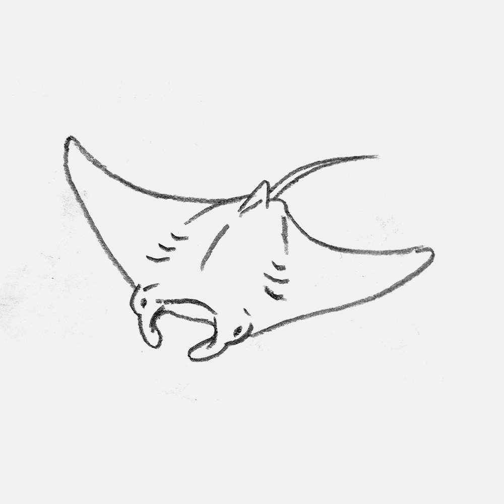 simple pencil drawing of a manta ray
