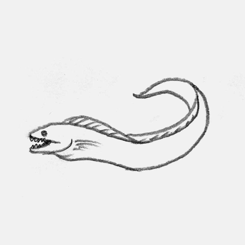 simple pencil drawing of a moray eel