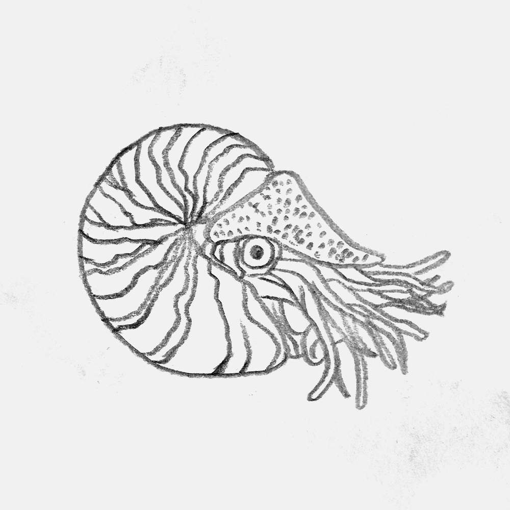 simple pencil drawing of a nautilus