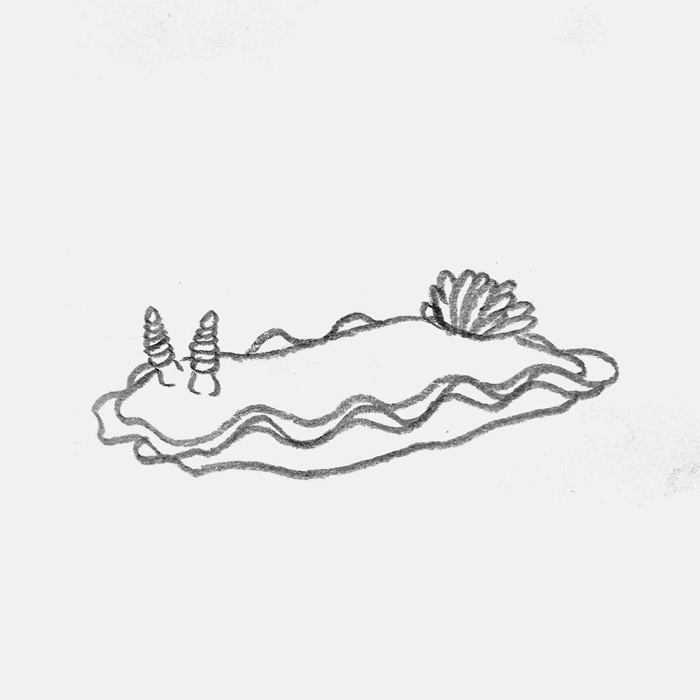 simple pencil drawing of a nudibranch sea slug