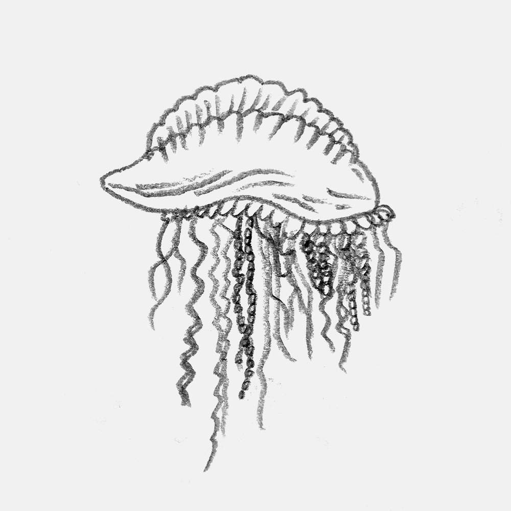 simple pencil drawing of a Portuguese man o' war