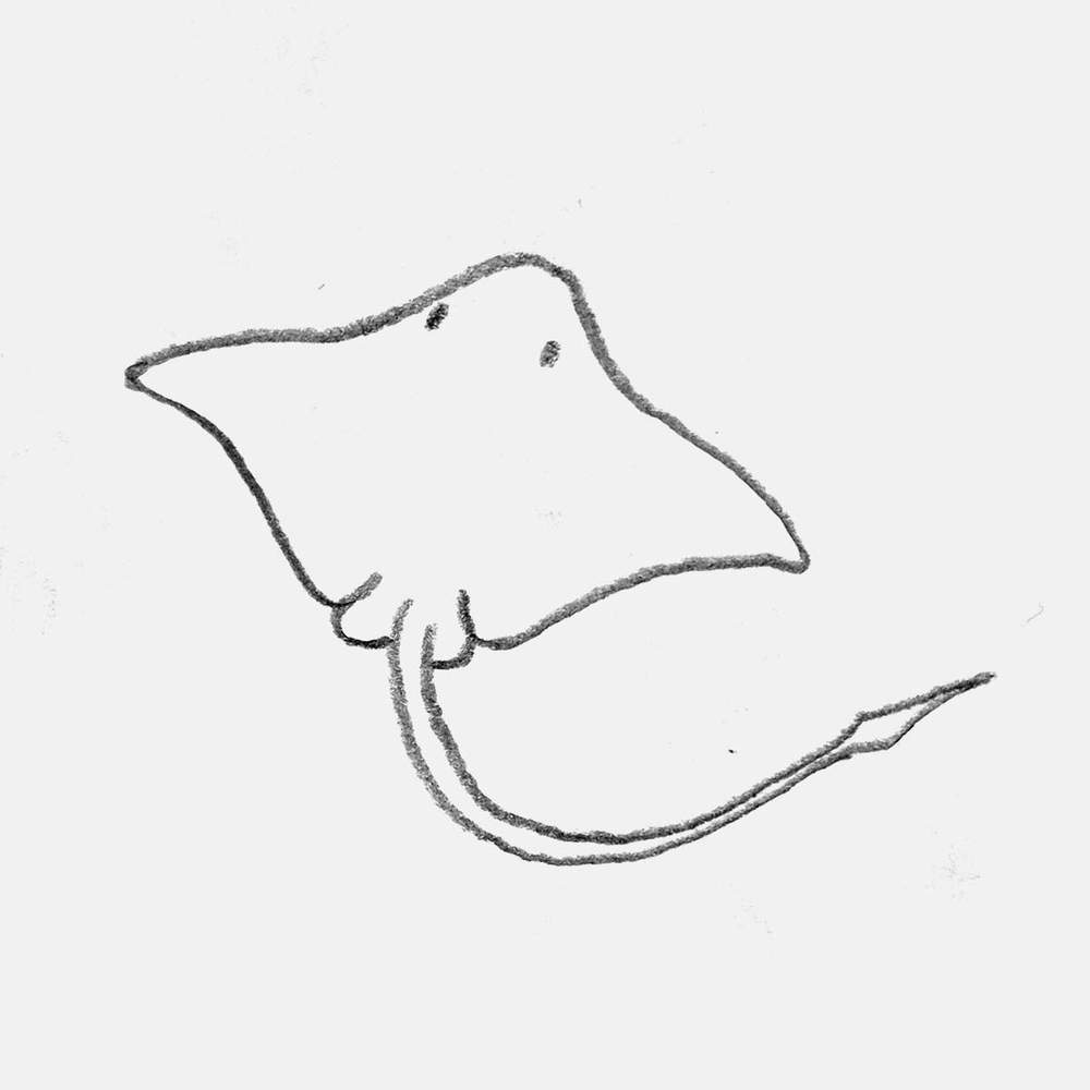 simple pencil drawing of a stingray