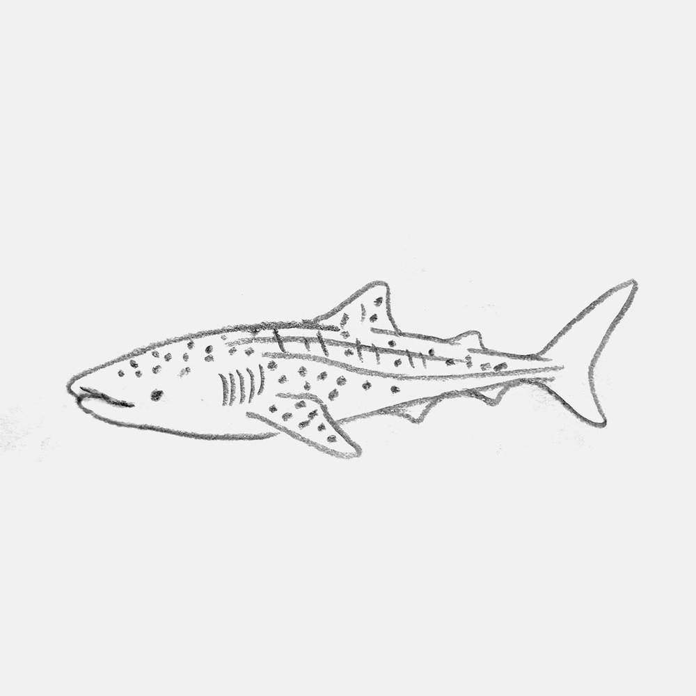 simple pencil drawing of a whale shark