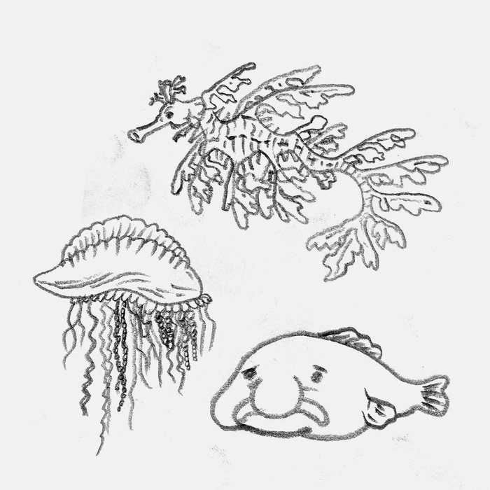 weird deep sea creature drawing ideas: leafy sea dragon, Portuguese man o' war, and blobfish