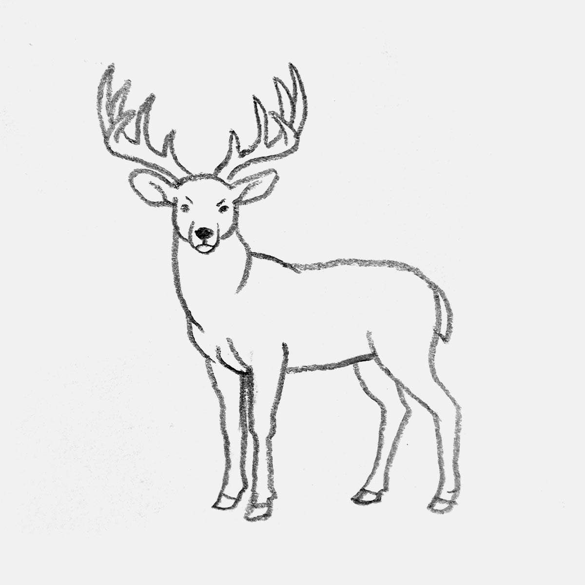 simple pencil drawing of a deer looking straight at you with big antlers