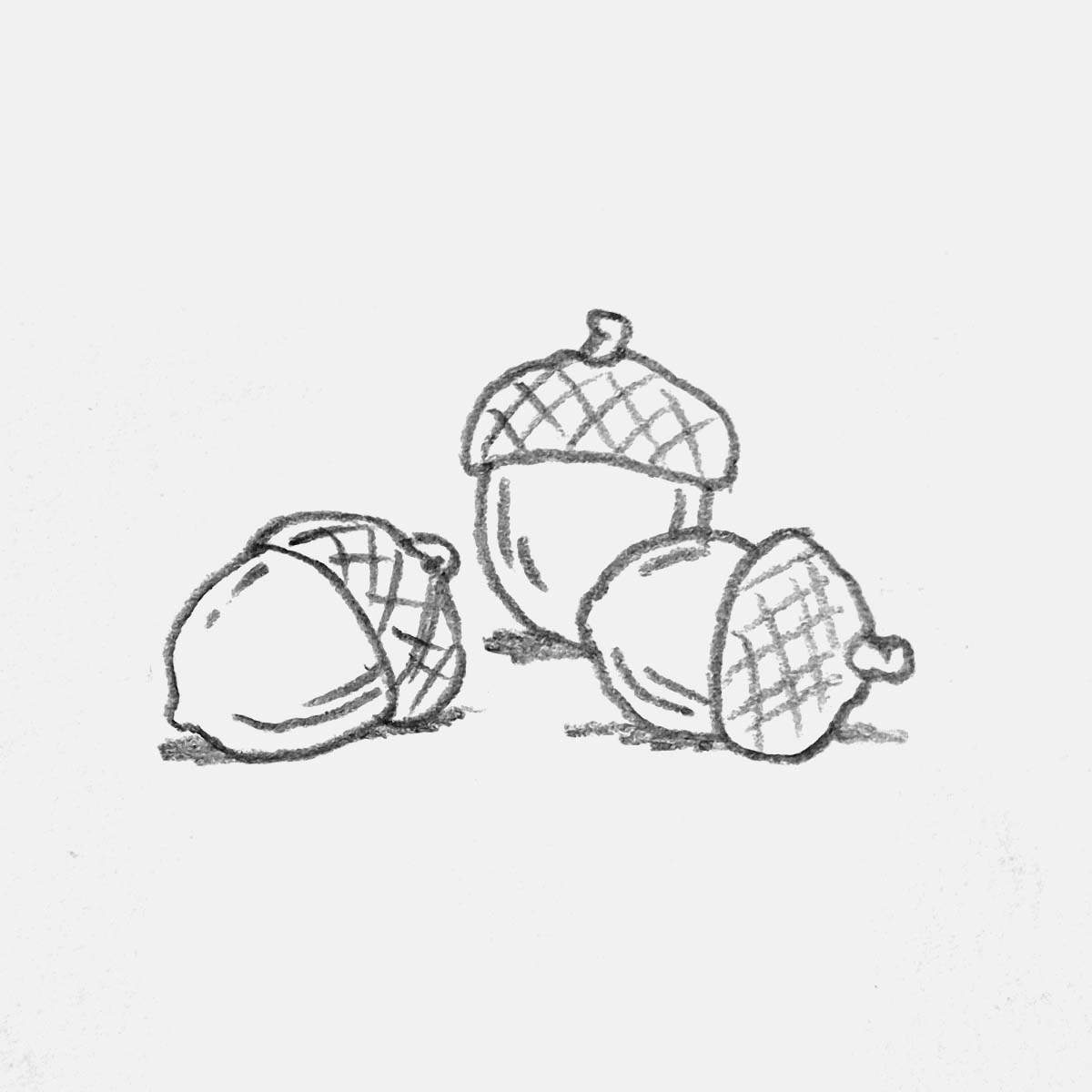 simple pencil doodle of some acorns