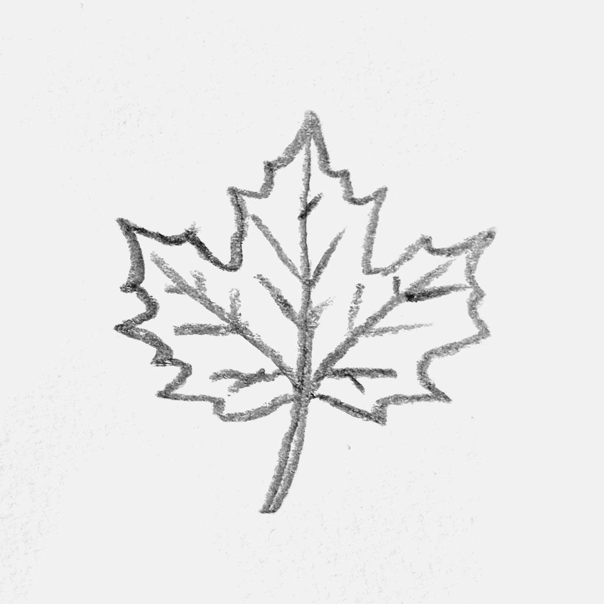 simple pencil drawing of a maple leaf with lobes and veins