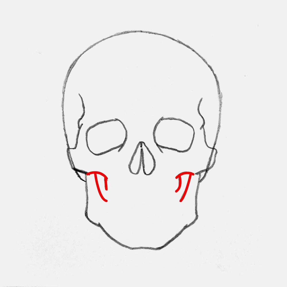 Add a small curved line attached to the cheekbones, and from there add 2 more lines pointing downwards. These are the inner edge of the bottom jaw and the outer edge of the upper jaw.