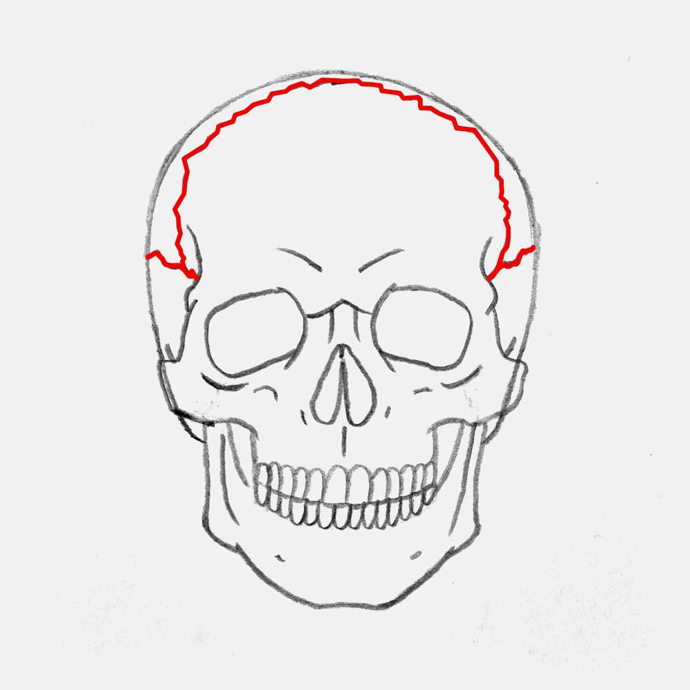 To complete the skull sketch, add a large serrated arch following the outer edge of the cranium. This is the coronal suture. Also add some shorter serrated suture lines on each side of the skull.