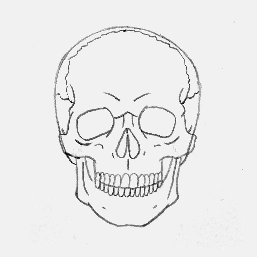Pencil sketch of a skull
