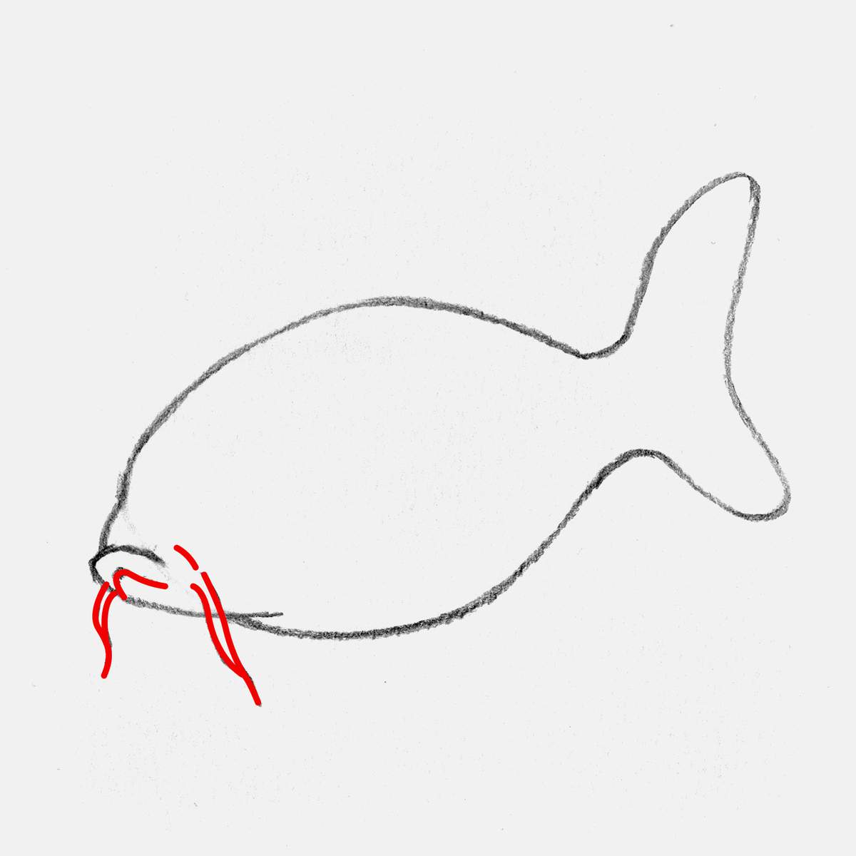 easy koi fish drawing tutorial step 5: add the barbels to either side of the koi fish's mouth