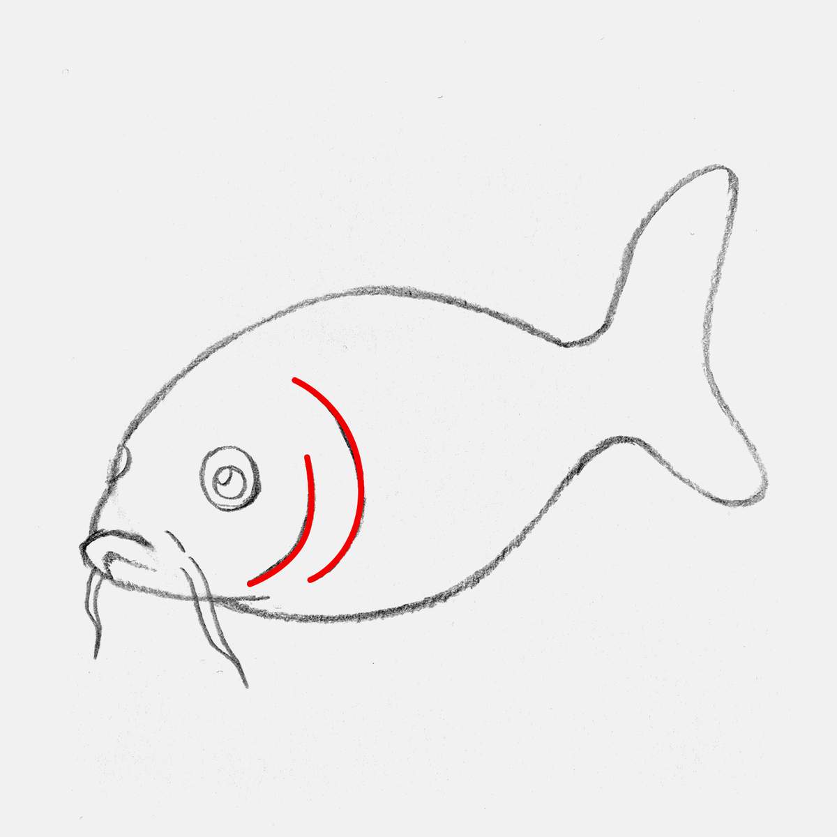 easy koi fish drawing tutorial step 7: sketch two curved shapes behind the eye for the gills of the koi fish