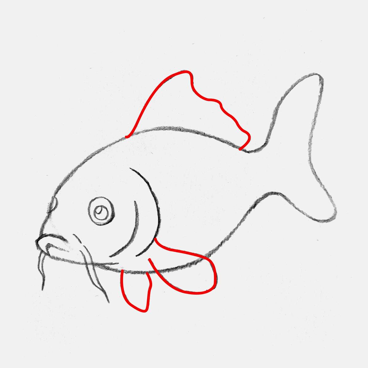 easy koi fish drawing tutorial step 8: add the dorsal fin and the pectoral fins