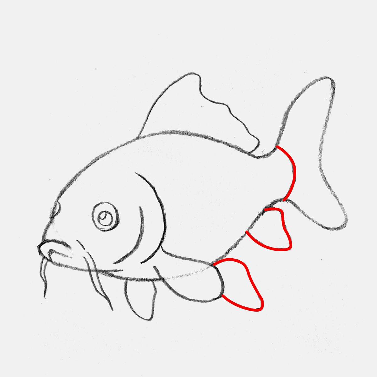 easy koi fish drawing tutorial step 9: add the ventral fin and the anal fin of the koi fish