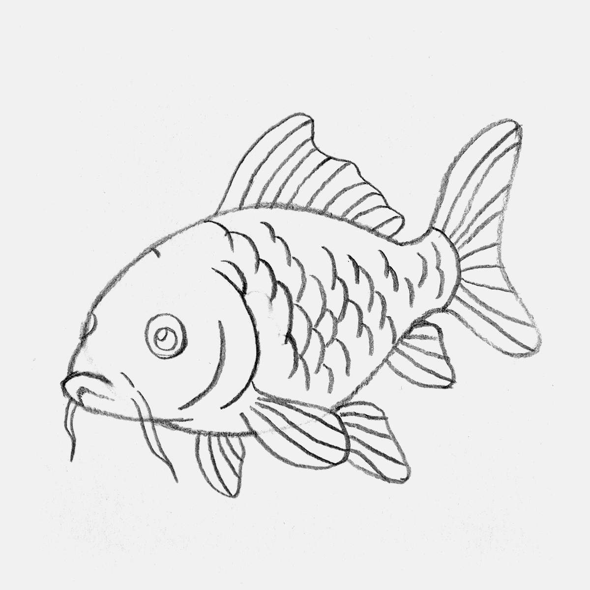easy koi fish drawing tutorial step 11: add scales onto the ain body of the koi fish