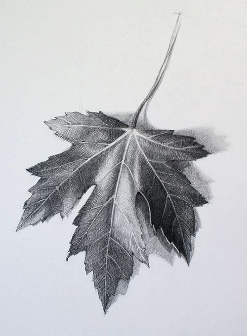 leaf drawing