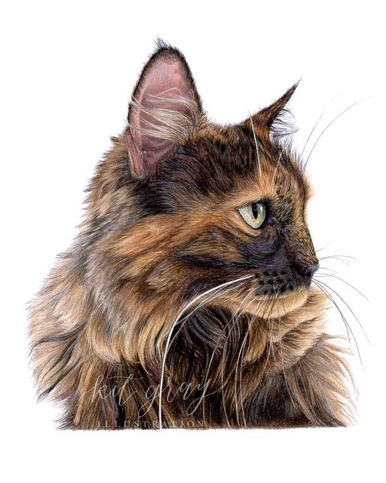 realistic colored pencil drawing of a brown cat looking away