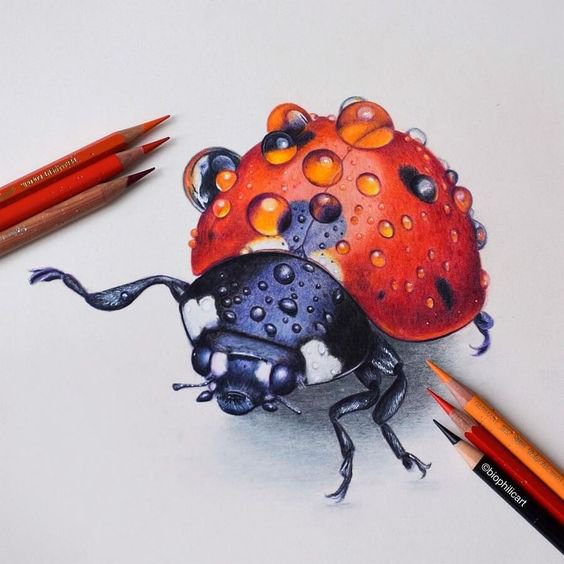 realistic colored pencil drawing of a ladybug with droplets on its back