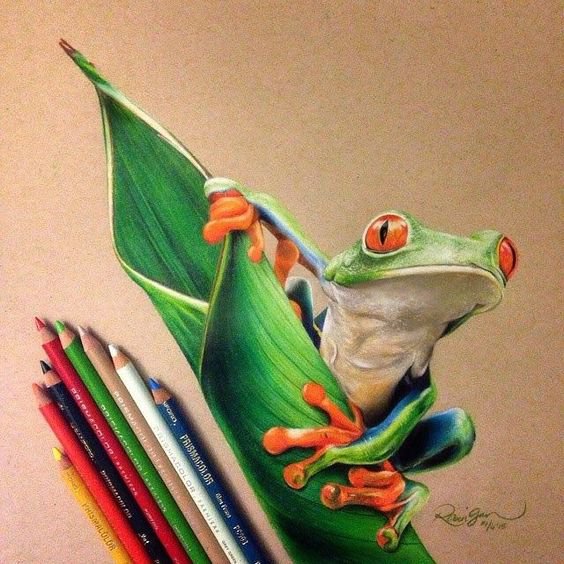 realistic colored pencil drawing of a green and orange frog