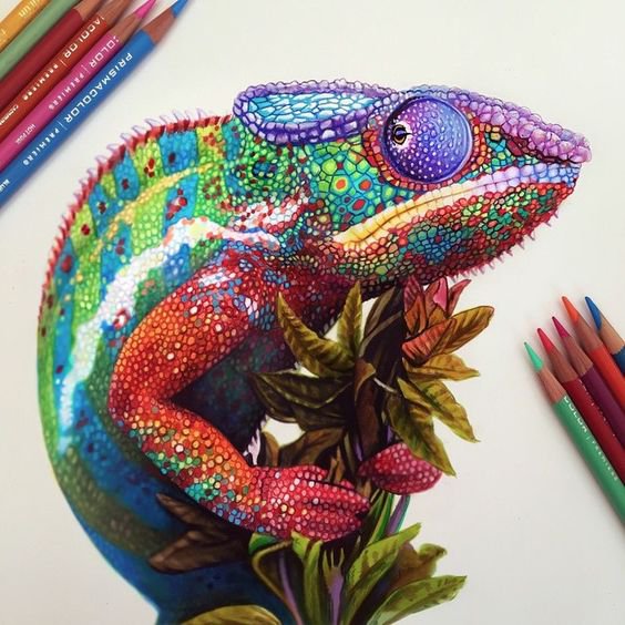 realistic colored pencil drawing of a multicolored chameleon