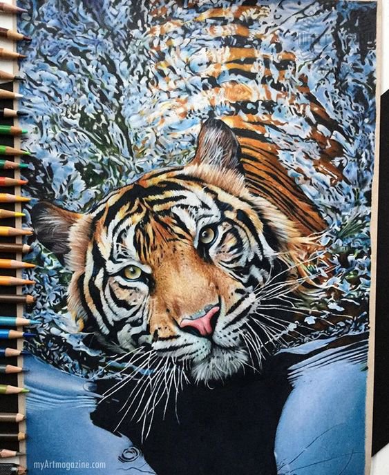 realistic colored pencil drawing of a tiger swimming in water and looking towards the viewer