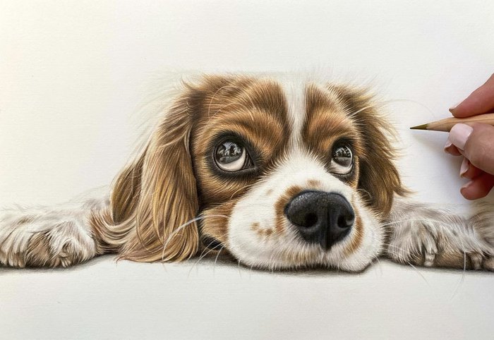 realistic drawing of a dog made with caran d'ache luminance colored pencils