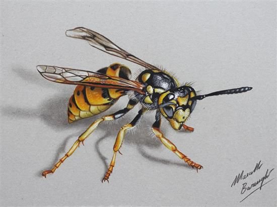 realistic colored pencil drawing of a wasp