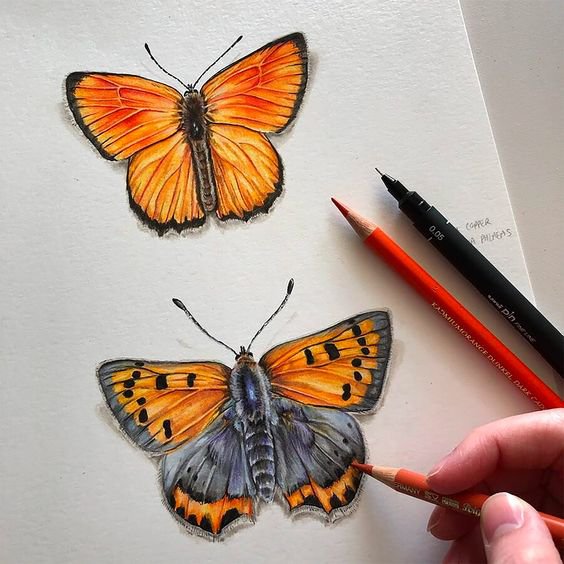realistic colored pencil drawing of two slightly different orange butterflies