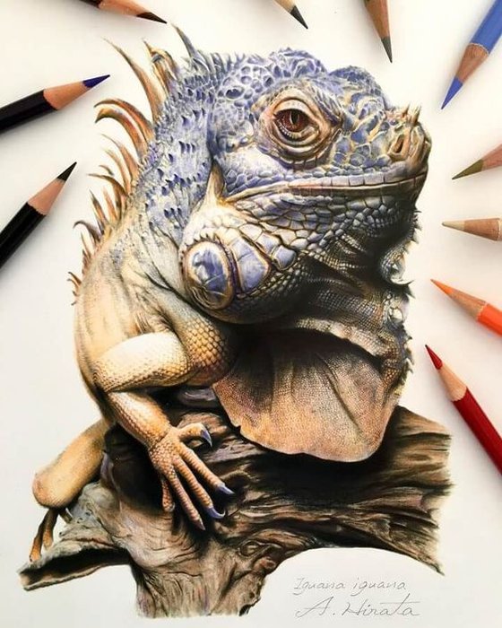 realistic colored pencil drawing of a iguana on a tree branch looking at the viewer